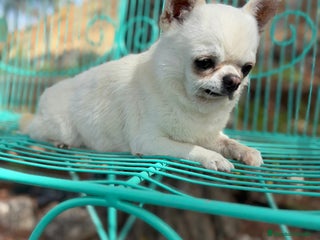 Chihuahua perros Chihuahua Toy línea inglesa cabeza manzana. - Anuncio 2