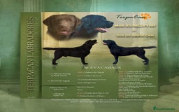 Labrador Retriever perros en venta: Cachorros de Labrador Retriever  - Imagen 4