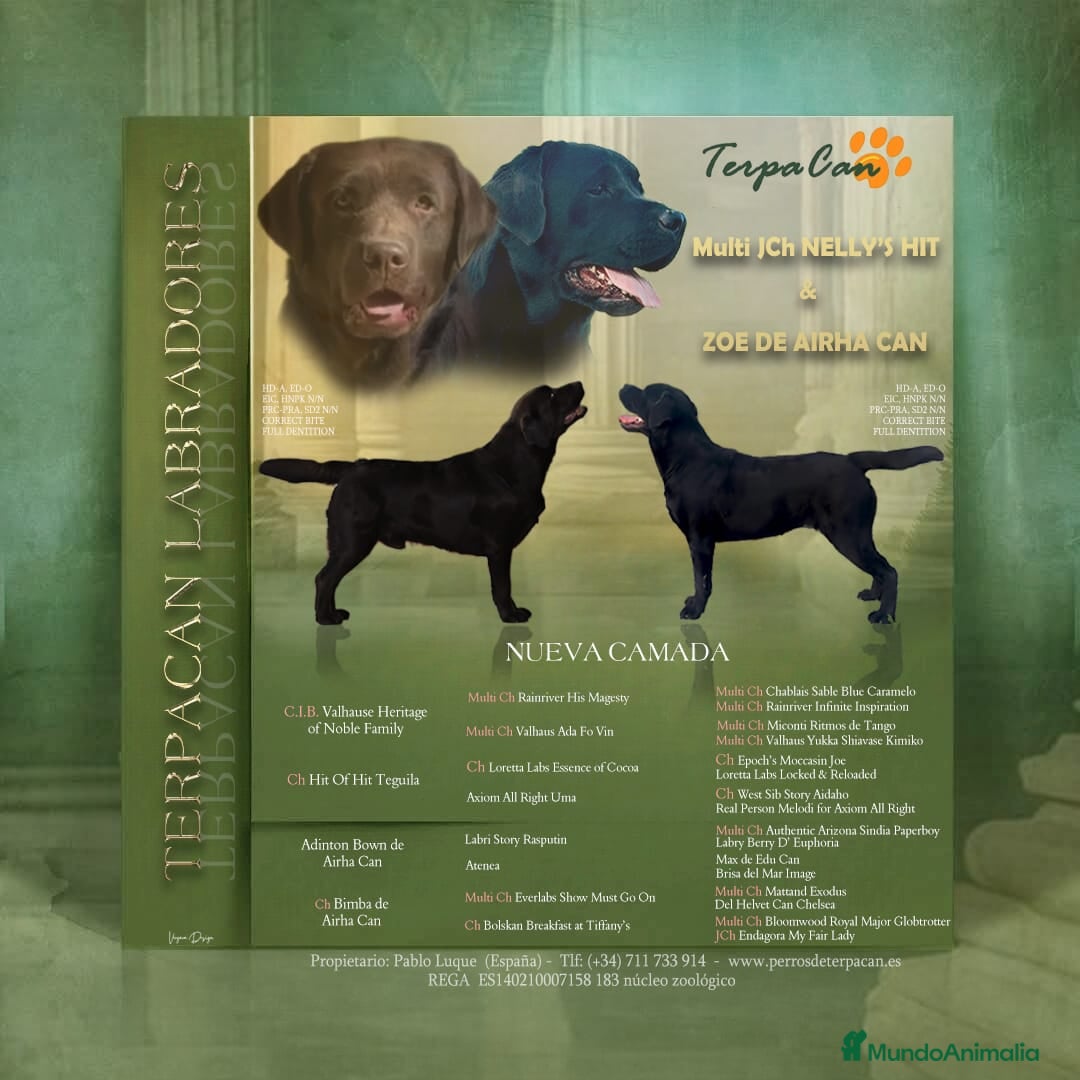 Labrador Retriever perros en venta: Cachorros de Labrador Retriever  - Imagen 4
