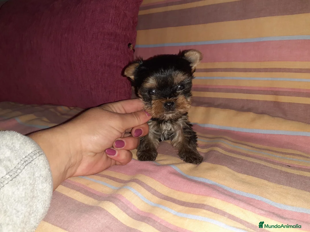 Yorkshire Terrier perros en venta: Yorkshire miniatura en Badajoz - Anuncio 2