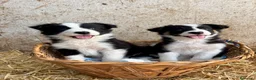 Border Collie perros en venta: CACHORROS DE BORDER COLLIE - Anuncio 3