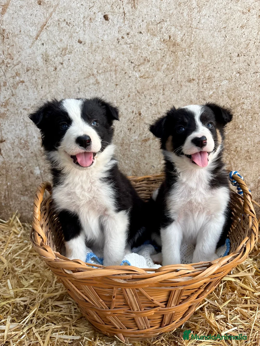 Border Collie perros en venta: CACHORROS DE BORDER COLLIE - Anuncio 3