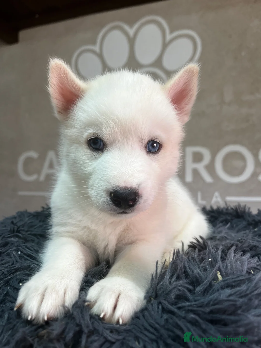 Husky Siberiano perros en venta: Husky siberiano  - Anuncio 3