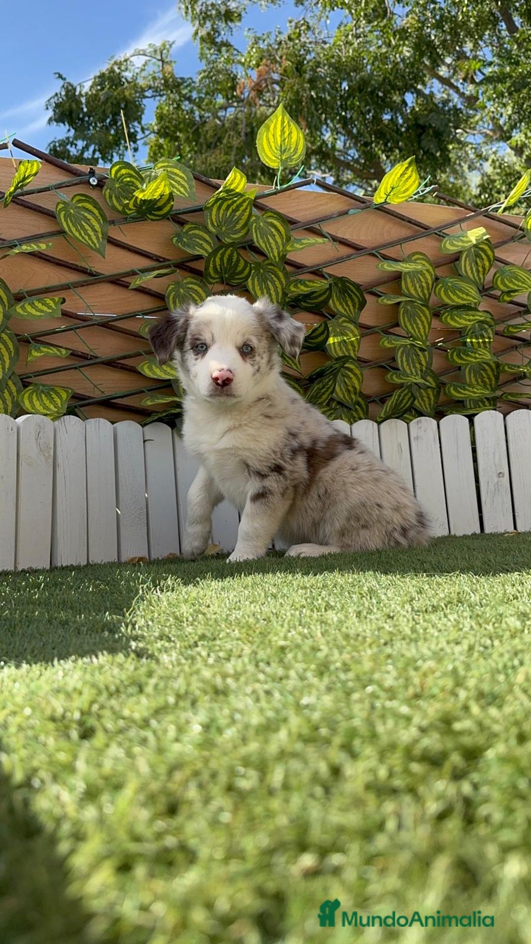 Border Collie perros en venta: BORDER COLLIE HEMBRA RED MERLE - Imagen 19