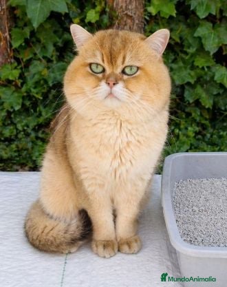 Británico de Pelo Corto gatos Monta British Shortair macho - Anuncio 1