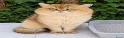 Británico de Pelo Corto gatos para monta: Monta British Shortair macho - Anuncio 1