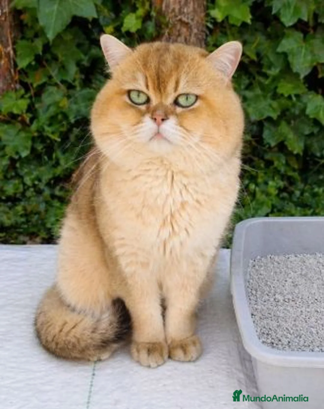 Británico de Pelo Corto gatos para monta: Monta British Shortair macho - Anuncio 1
