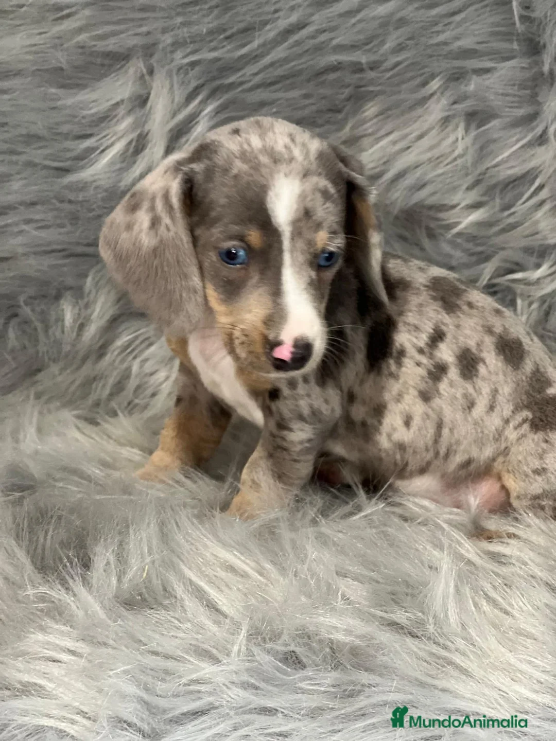 Teckel Miniatura perros en venta: TECKEL MINIATURA EXÓTICO OJOS AZULES en Barcelona - Anuncio 4