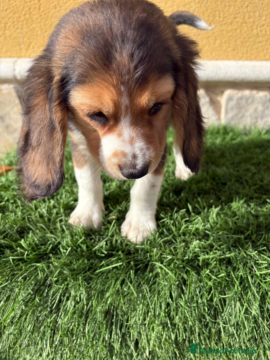 Beagle perros en venta: Cachorro macho de Beagle  - Anuncio 5
