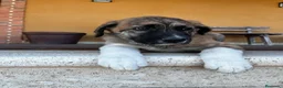 Mastín Español perros en venta: Mastin  - Anuncio 6