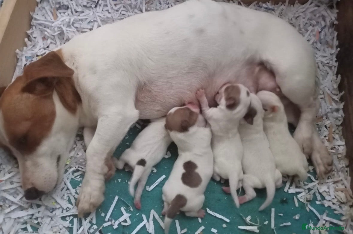 Jack Russell Terrier perros Camada de Jack russell - Anuncio 2