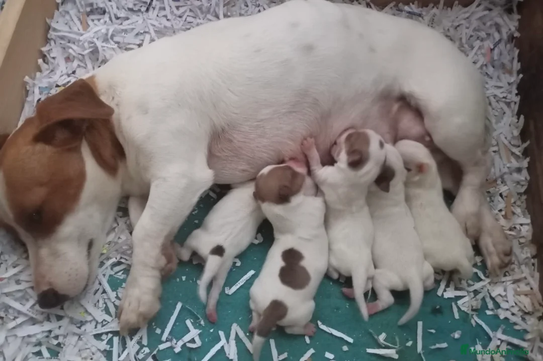 Jack Russell Terrier perros en venta: Camada de Jack russell - Anuncio 1