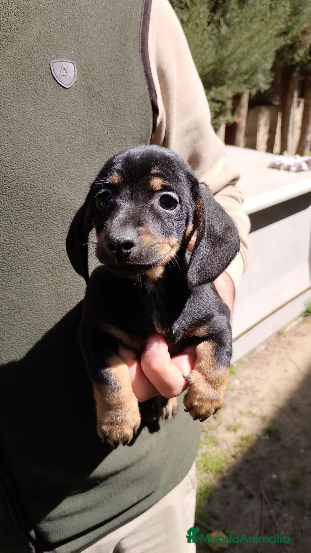 Teckel perros en venta: Teckel  - Anuncio 1