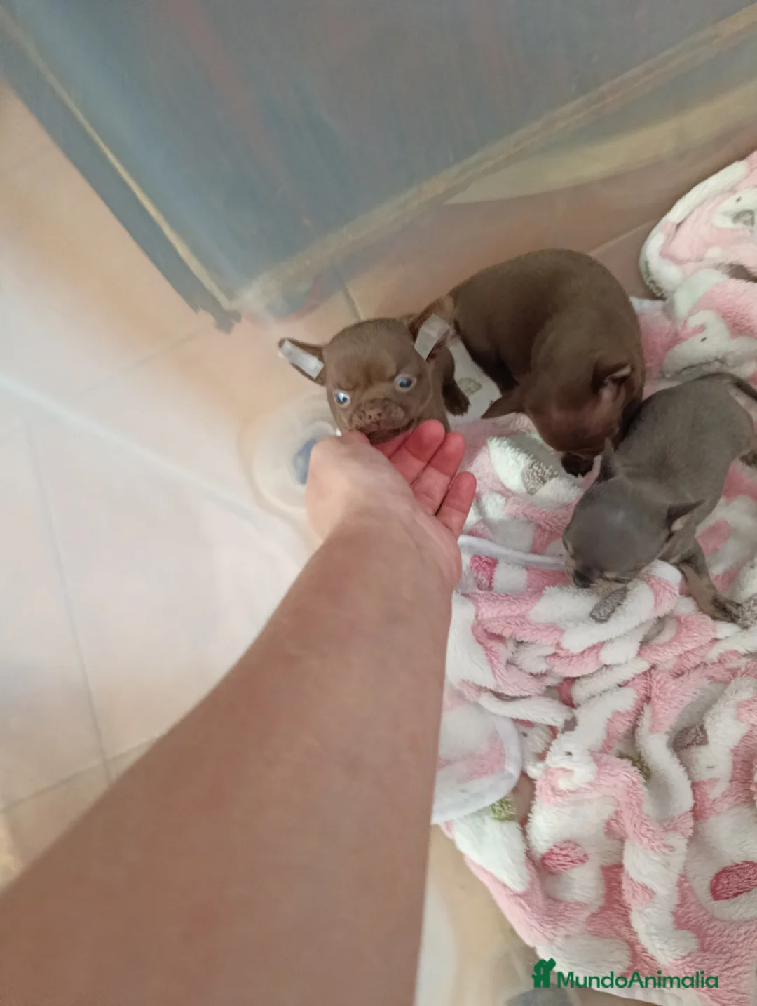 Chihuahua perros en venta: Macho chocolate  - Anuncio 2