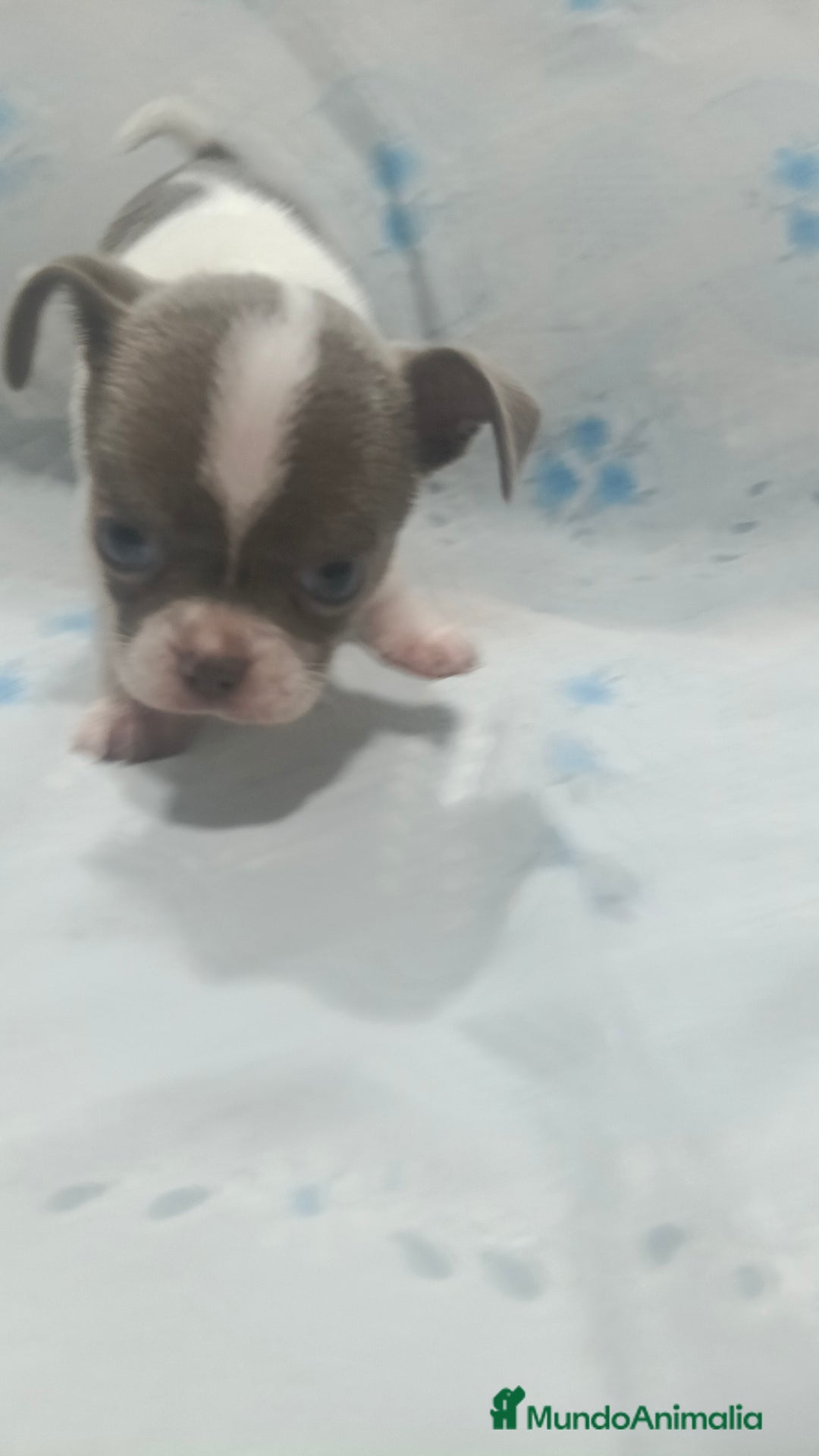 Chihuahua perros en venta: Chihuahua blue macho  - Anuncio 4