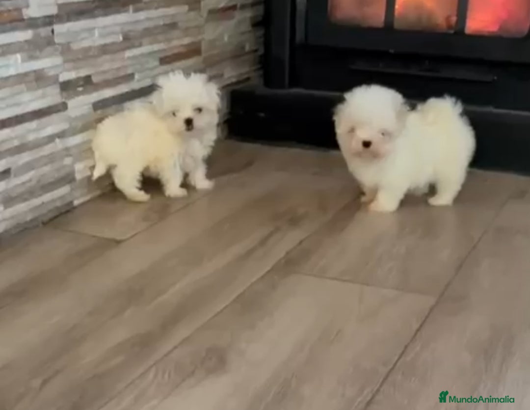 Bichón Maltés perros en venta: Bichón maltes coreano - Anuncio 3