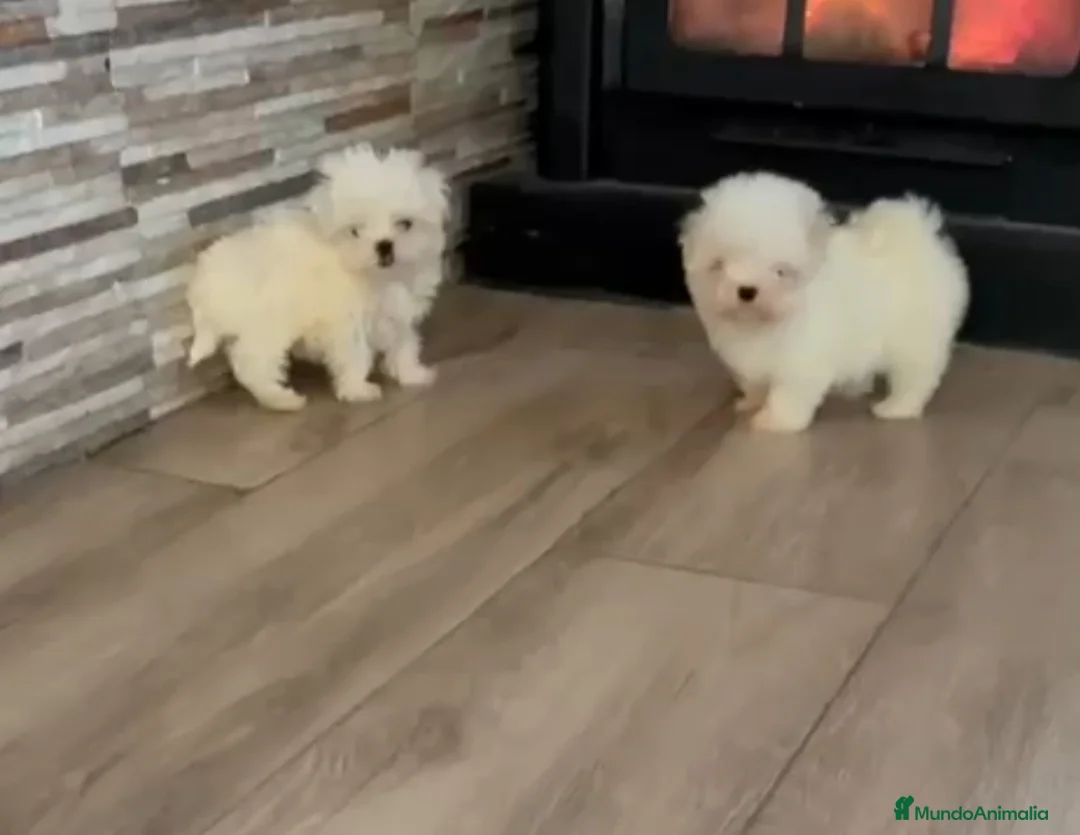 Bichón Maltés perros en venta: Bichón maltes coreano - Anuncio 3