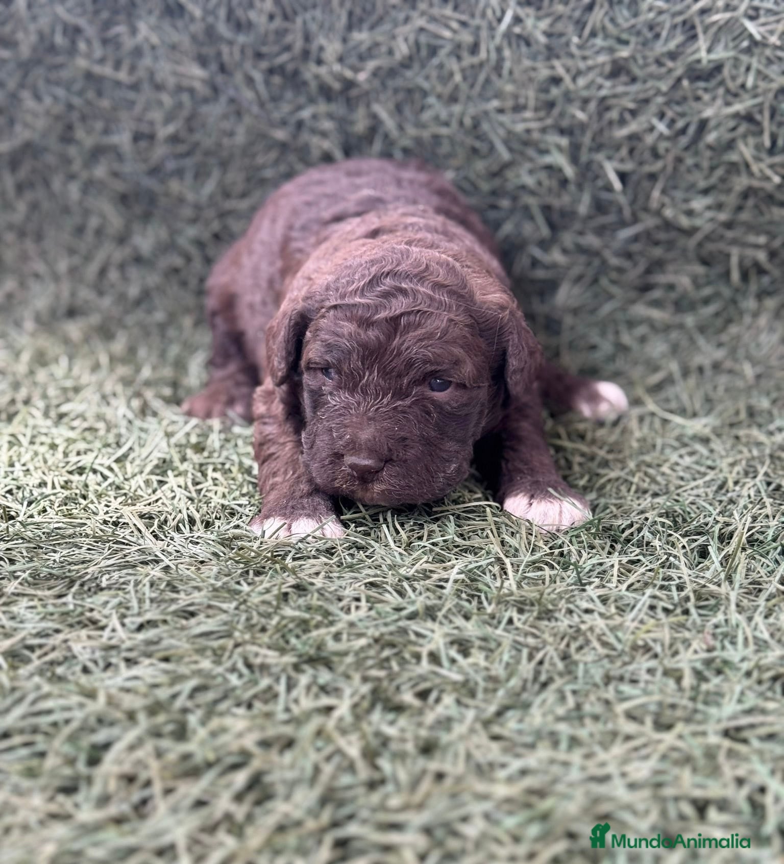 Perro de Agua Español perros Preciosa camada de Perro de Agua Español  - Anuncio 1