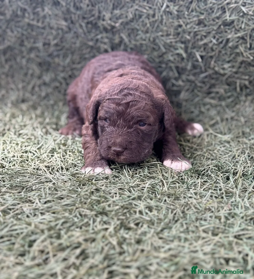 Perro de Agua Español perros en venta: Preciosa camada de Perro de Agua Español  en Barcelona - Anuncio 1