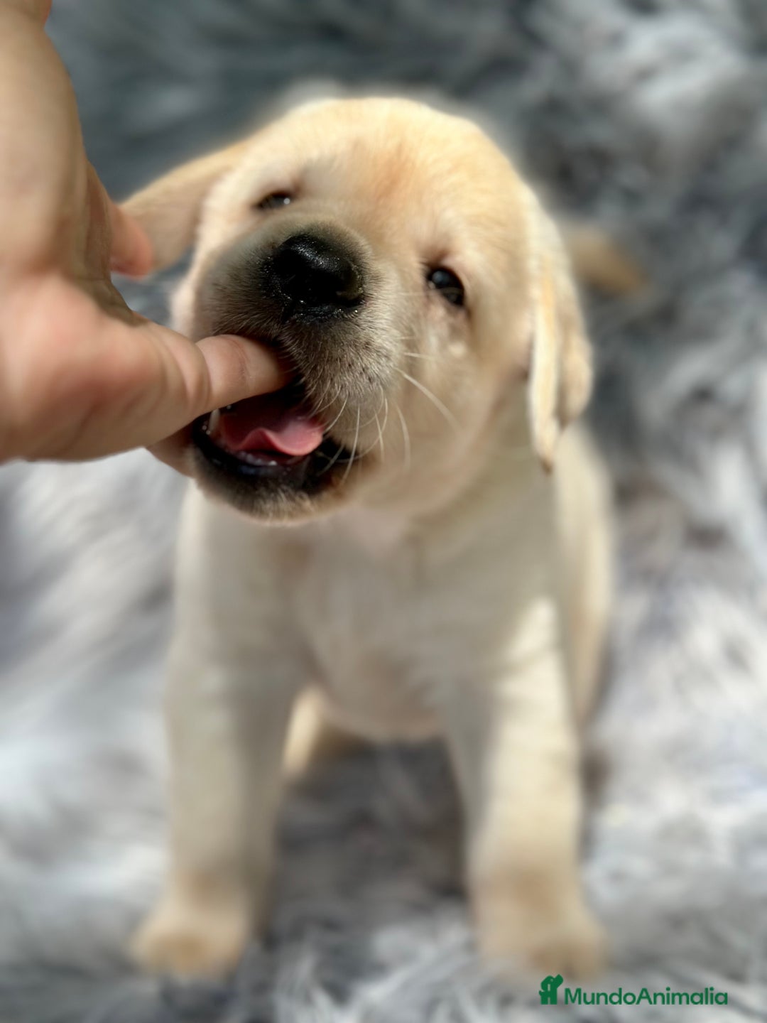 Labrador Retriever perros en venta: LABRADOR AMARILLO DISPONIBLES - Imagen 3