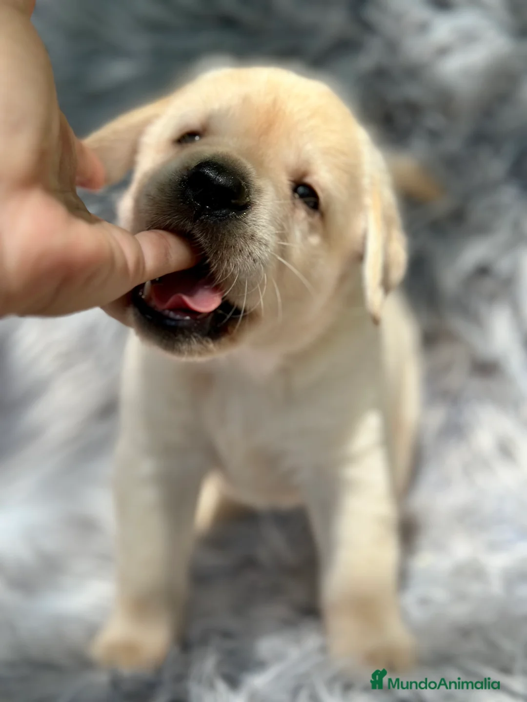 Labrador Retriever perros en venta: LABRADOR AMARILLO DISPONIBLES - Anuncio 3