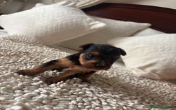 Yorkshire Terrier perros en venta: Yorkshire toy  - Imagen 5