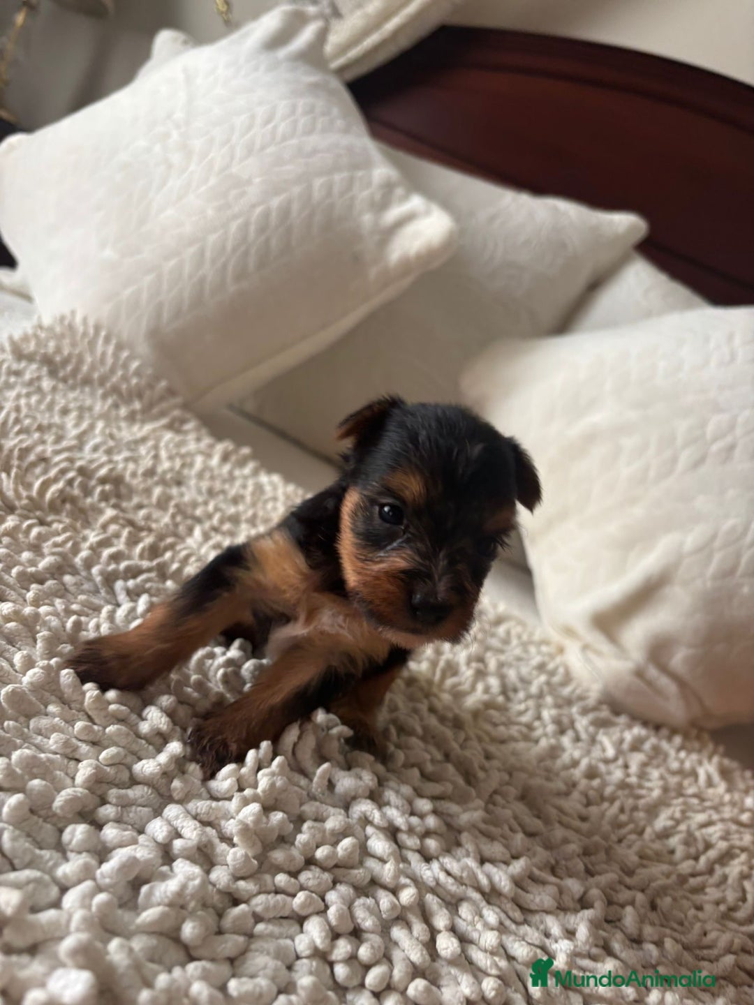 Yorkshire Terrier perros en venta: Yorkshire toy  - Imagen 5