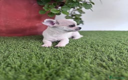 Chihuahua perros en venta: CHIHUAHUA  - Imagen 14