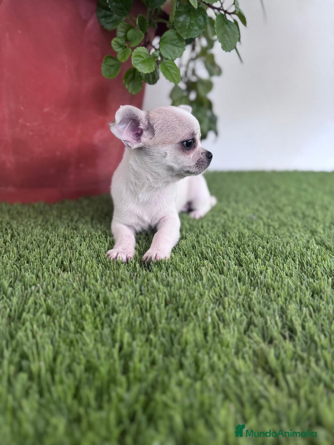 Chihuahua perros en venta: CHIHUAHUA  - Imagen 14