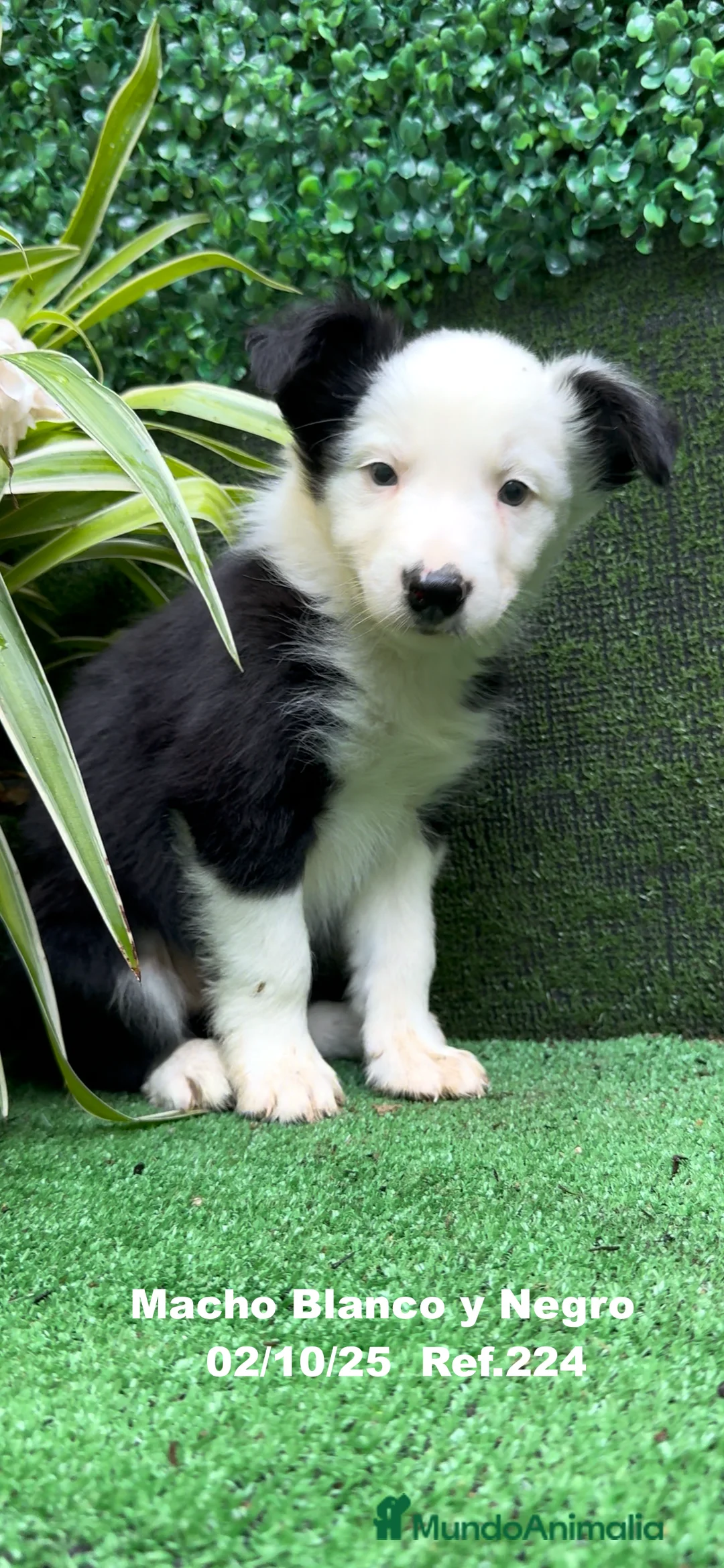 Border Collie perros en venta: BORDER COLLIE - Anuncio 18