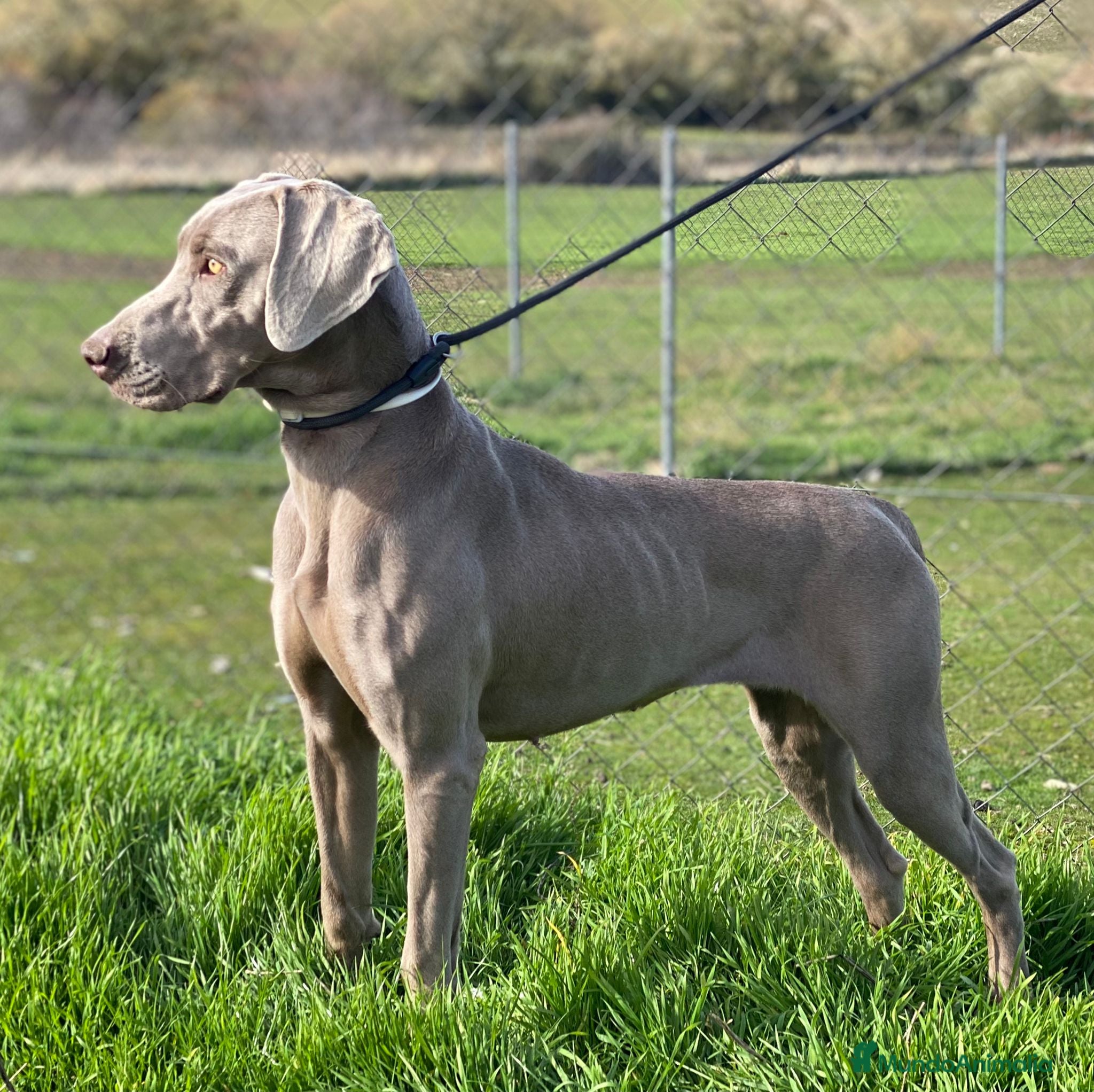Weimaraner perros Camada de braco de Weimar  - Anuncio 33