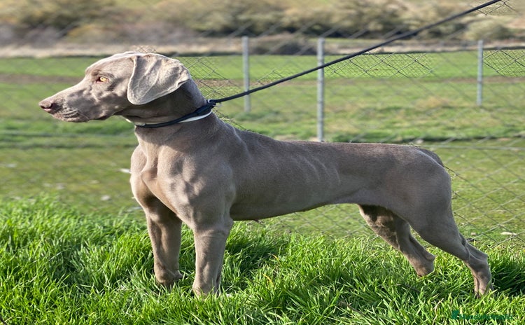 Weimaraner perros Camada de braco de Weimar  - Anuncio 1