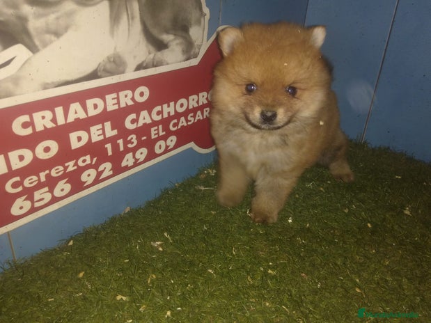 Pomerania perros CAMADA DE POMERANIA en Madrid - Anuncio 1