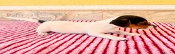 Jack Russell Terrier perros en venta: Jack Russell terrier  - Anuncio 17