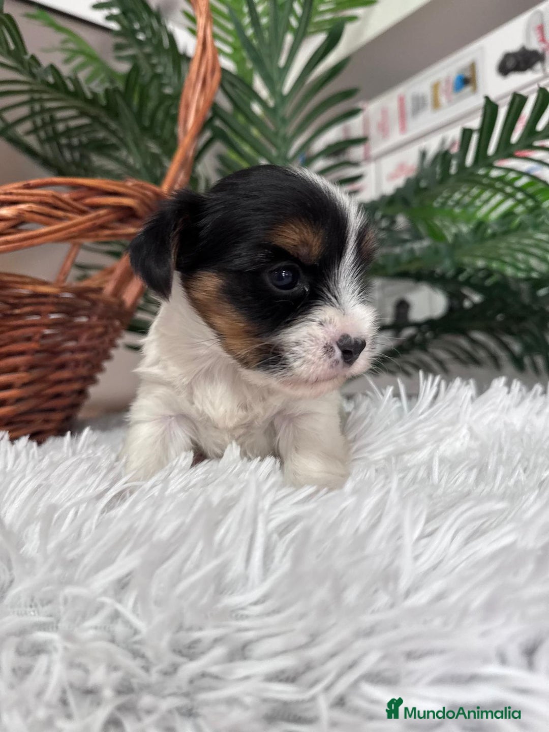 Yorkshire Terrier perros en venta: YORKSHIRE BIEWER MACHO - Anuncio 6