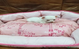 Chihuahua perros en venta: CHIHUAHUA TOY - Imagen 9