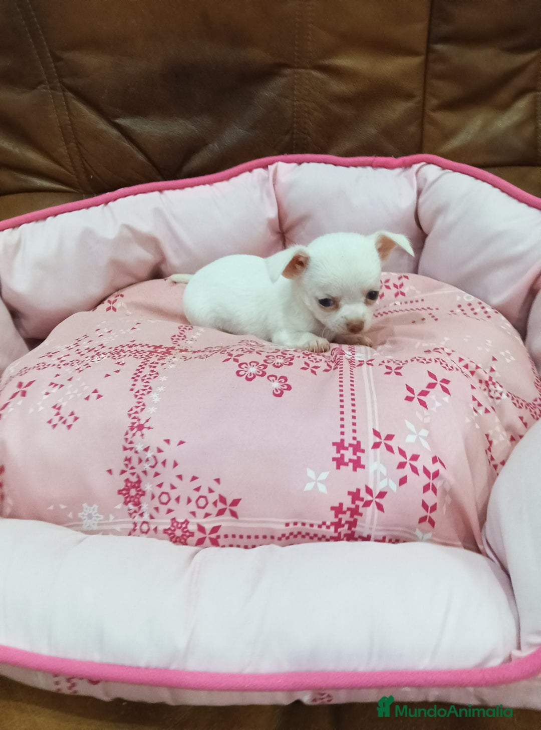 Chihuahua perros en venta: CHIHUAHUA TOY - Imagen 9
