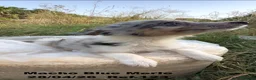 Border Collie perros en venta: Border Collie De Villa Biznaga - Anuncio 4