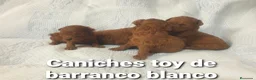 Caniche Toy perros en venta: Caniches toy con pedigree - Anuncio 12