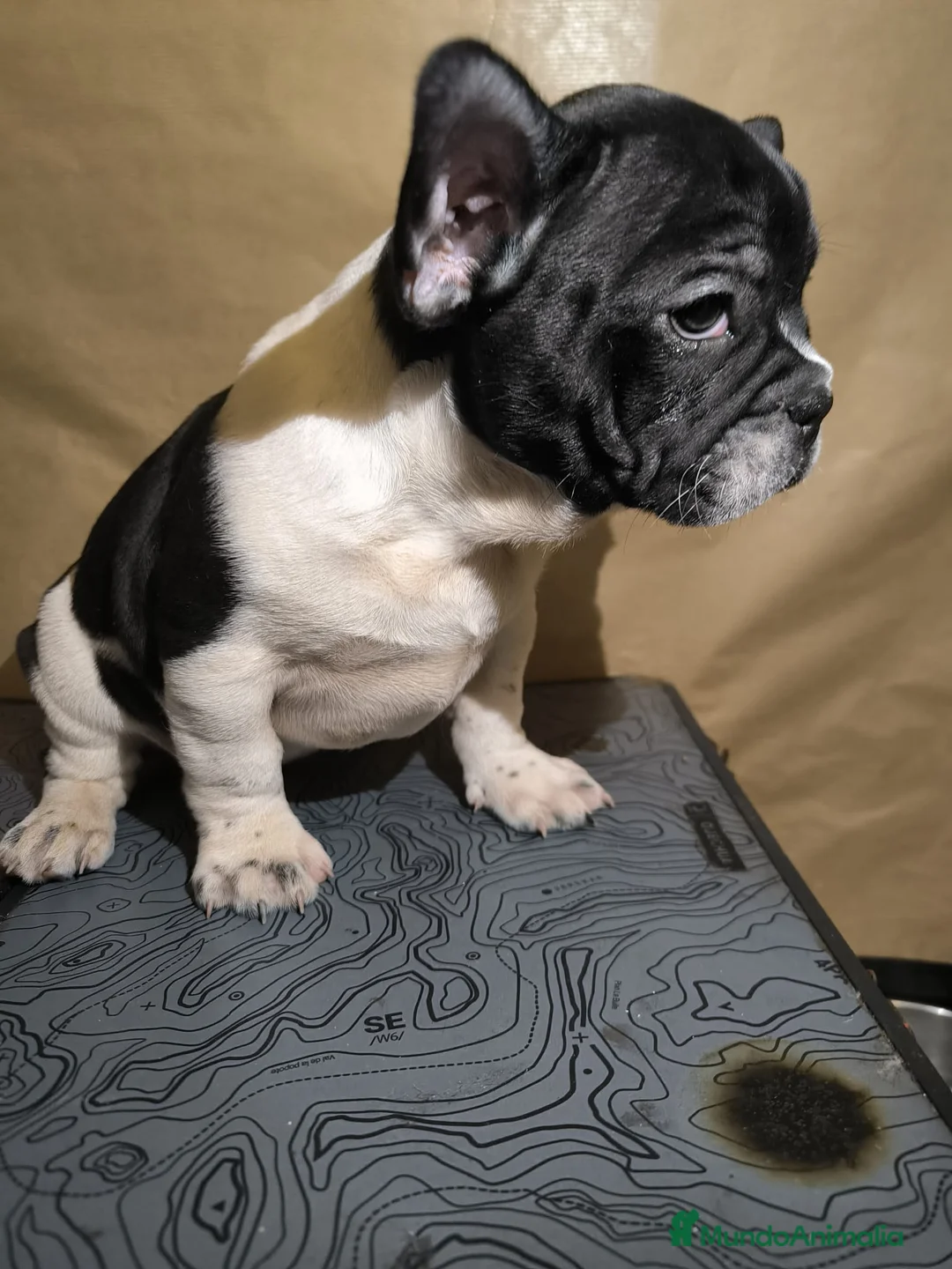 Bulldog Francés perros en venta: Bulldog Francés  - Anuncio 6