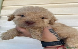 Perro de Agua Español perros en venta: Perro de agua  - Imagen 4