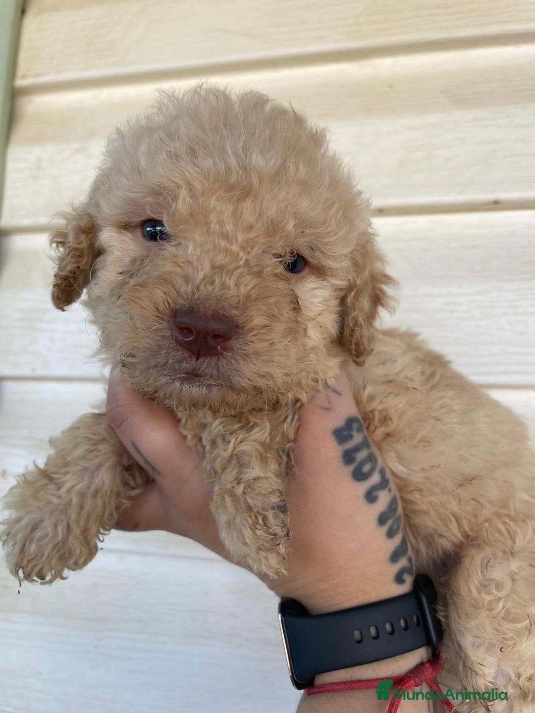 Perro de Agua Español perros en venta: Perro de agua  - Imagen 4