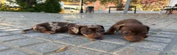 Teckel Miniatura perros en venta: teckel miniatura - Anuncio 3