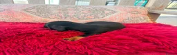 Teckel Miniatura perros en venta: Teckel kaninchen  - Anuncio 2