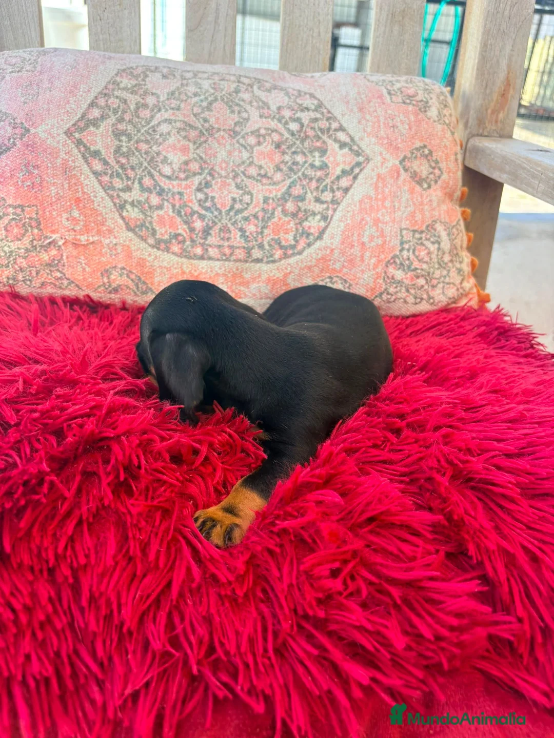 Teckel Miniatura perros en venta: Teckel kaninchen  - Anuncio 2
