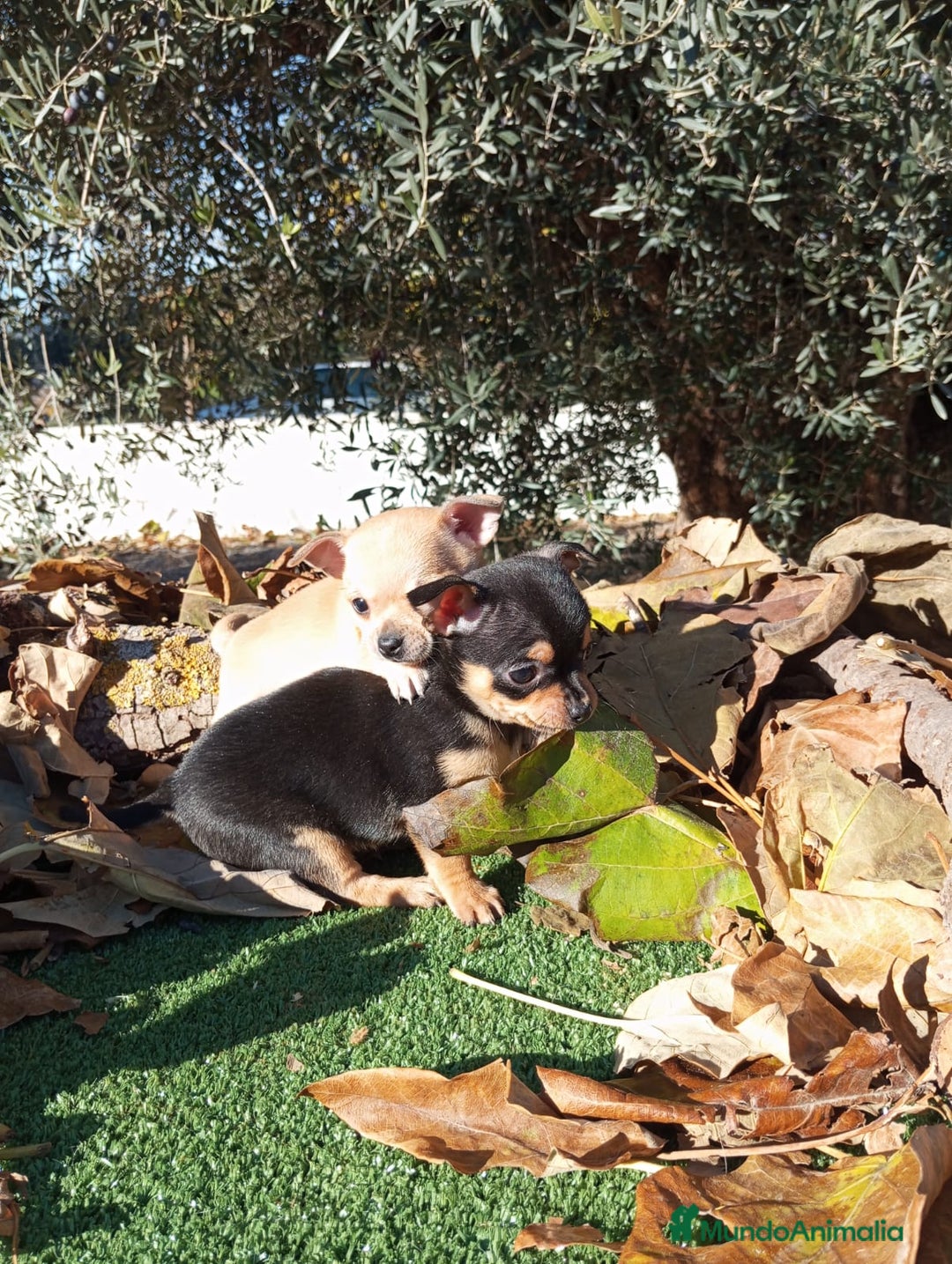 Chihuahua perros en venta: CHIHUAHUAS toy cabeza de manzana - Anuncio 17