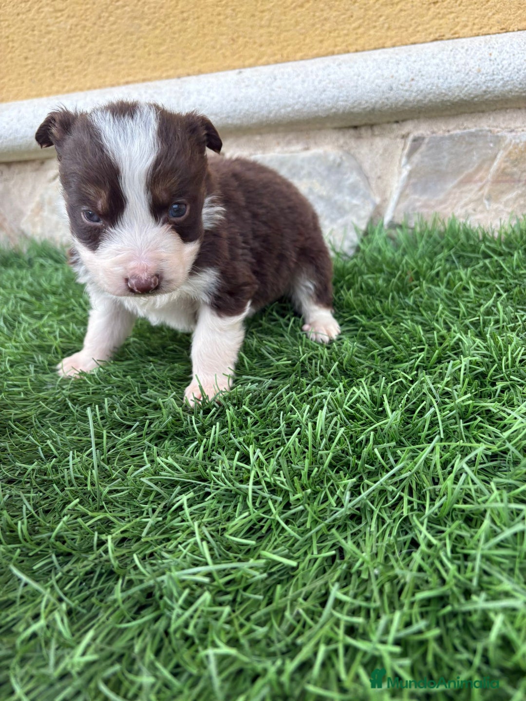 Border Collie perros en venta: Impresionantes Border Collie varios colores  - Anuncio 5