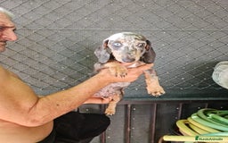 Teckel Miniatura perros en venta: Teckel macho mini arlequín  - Imagen 4