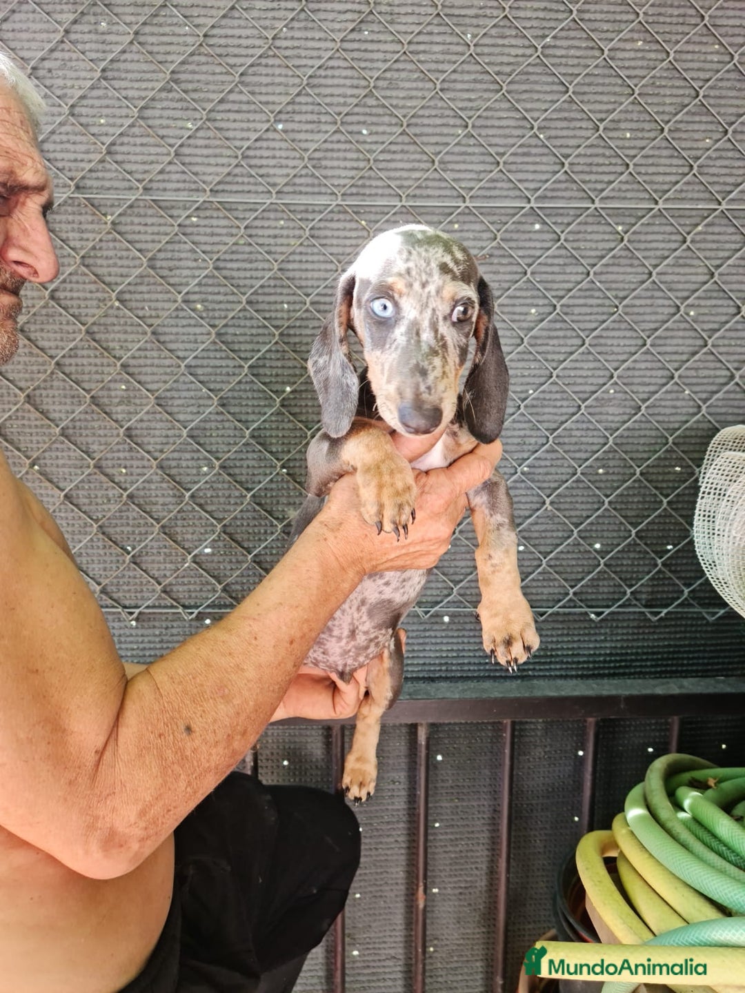 Teckel Miniatura perros en venta: Teckel macho mini arlequín  - Imagen 4