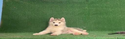 Husky Siberiano perros en venta: Husky siberiano - Anuncio 4